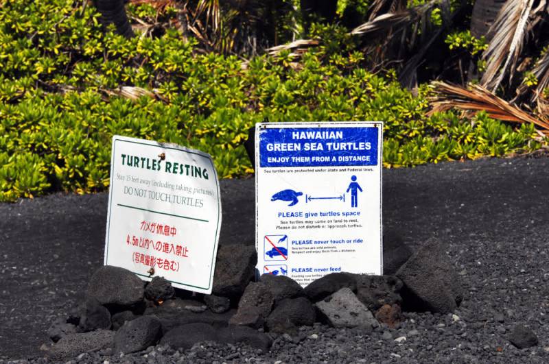 Two metal signs, propped up by black lava rocks, warn tourists to refrain from touching or going too close to the endangered green, sea turtles.