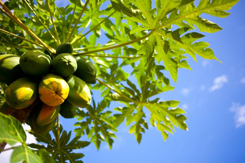 papayas on tree
