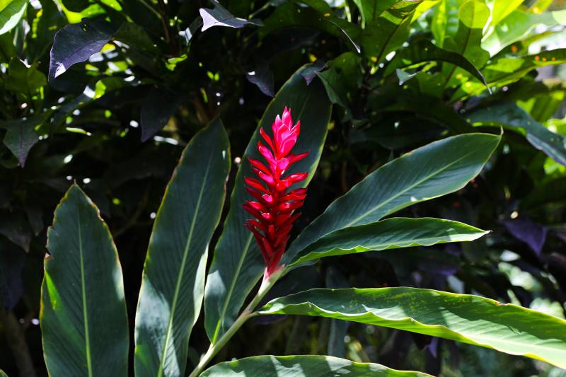 lush green tropical plant with pink flower