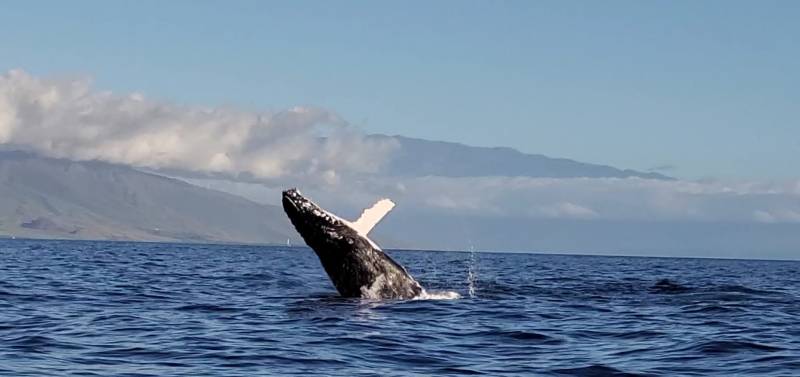 whale in the ocean near maui