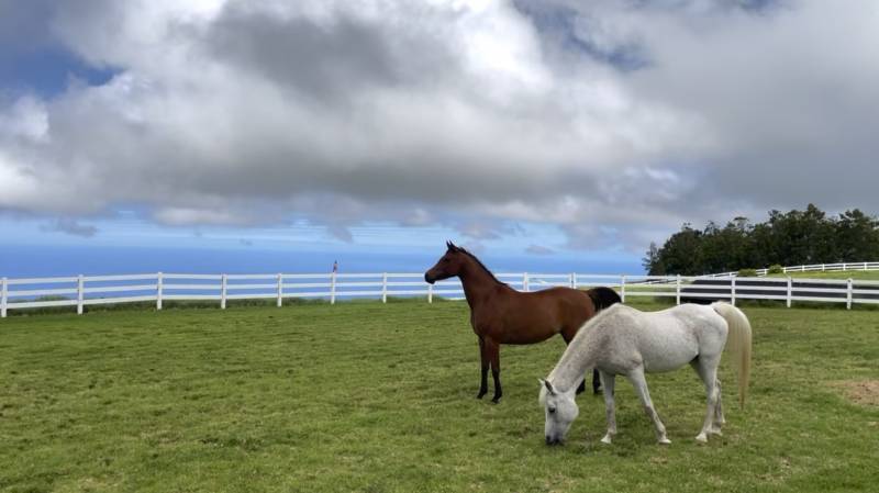 Two horses looking at ocean coastline