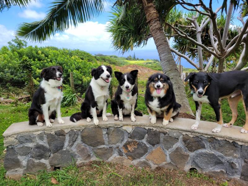 five dogs on a short wall