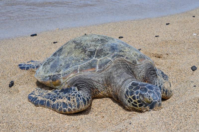 honu sea turtle on the beach