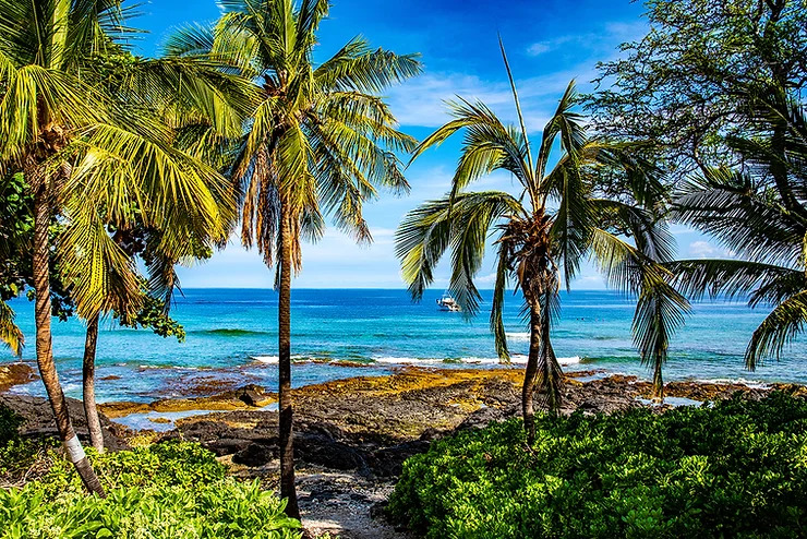 palm trees on beach in puako big island hawaii