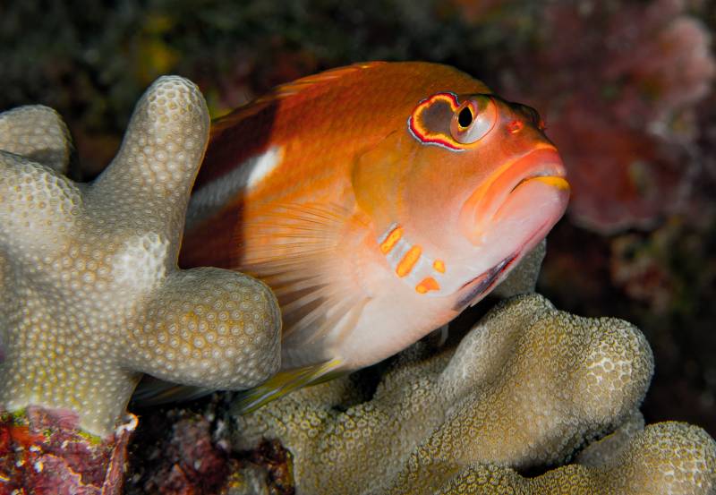 orange fish amongst cream colored coral
