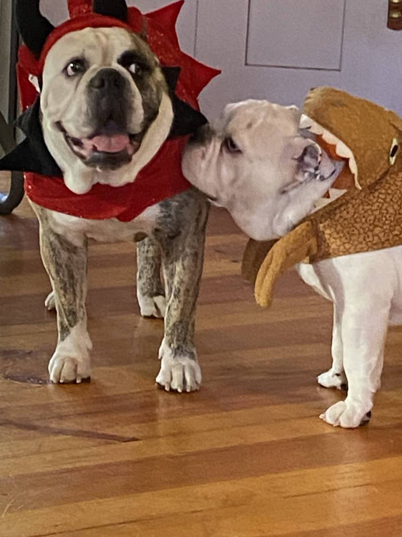two bull dogs dressed in halloween costumes