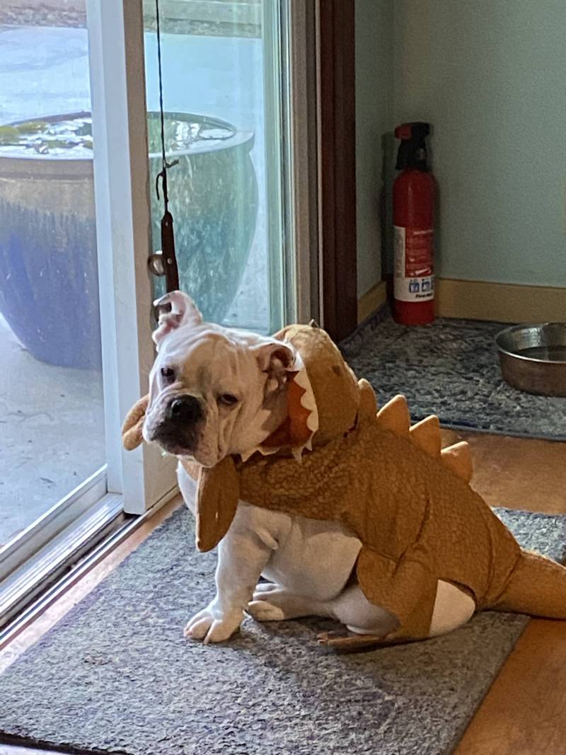 bulldog in a dinosaur costume