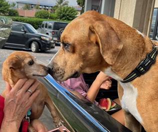 dogs reunited by maui humane society