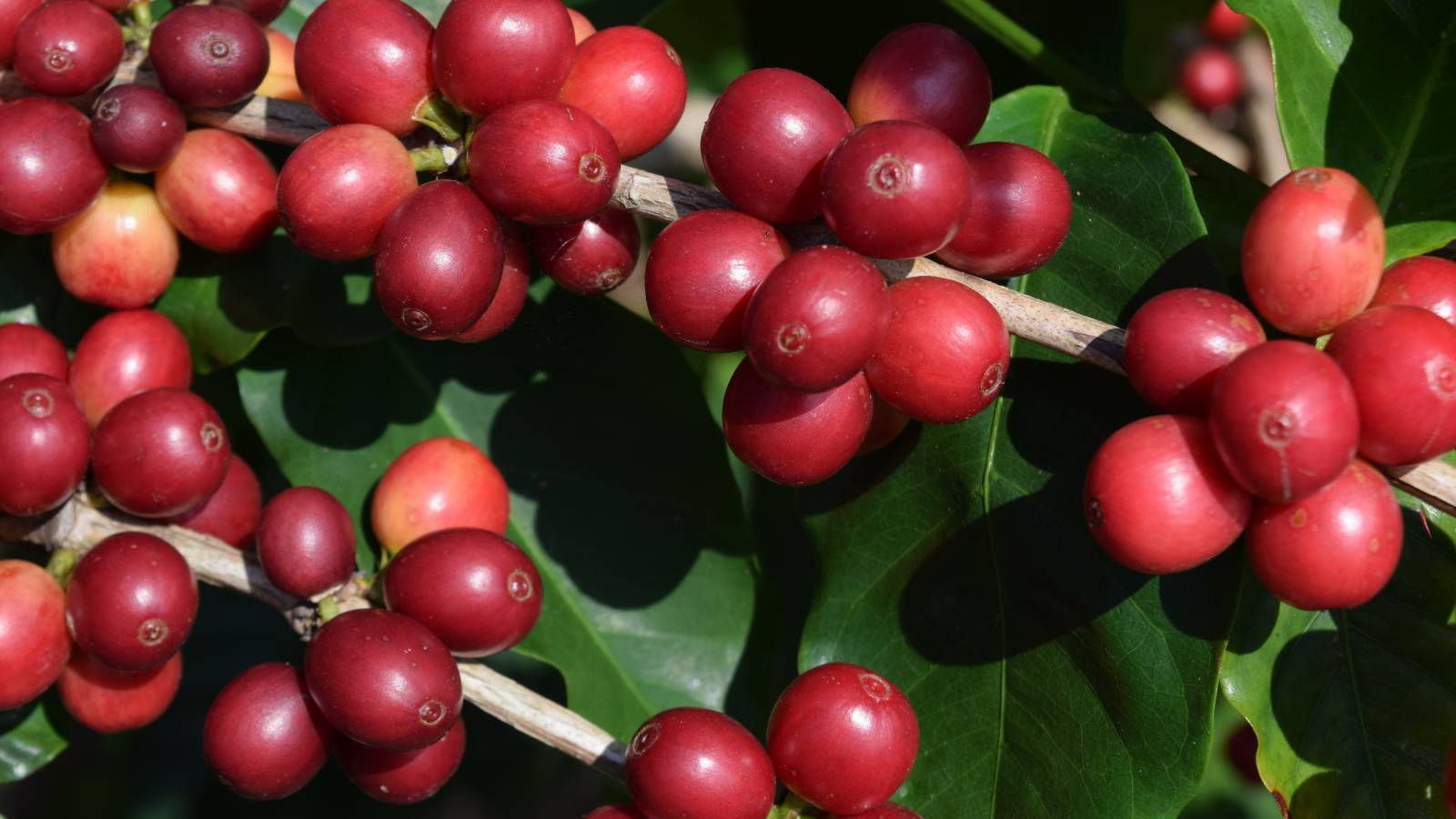 Celebrate the History of Kona Coffee Hawaii Real Estate Market