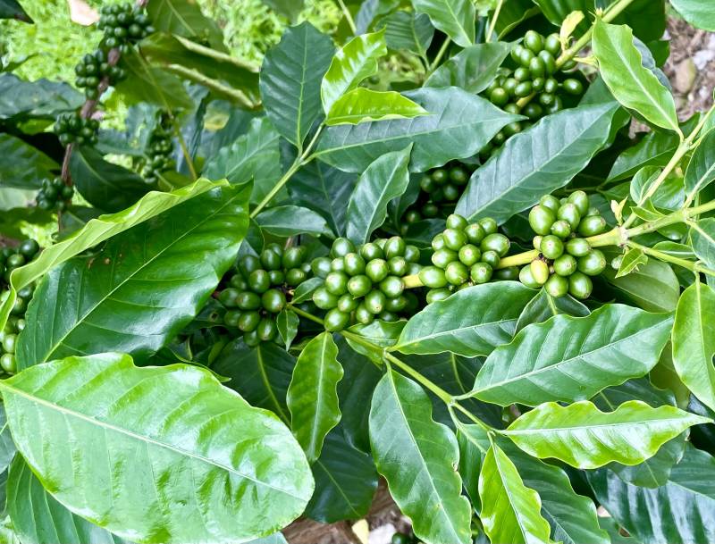 green coffee berries on plant