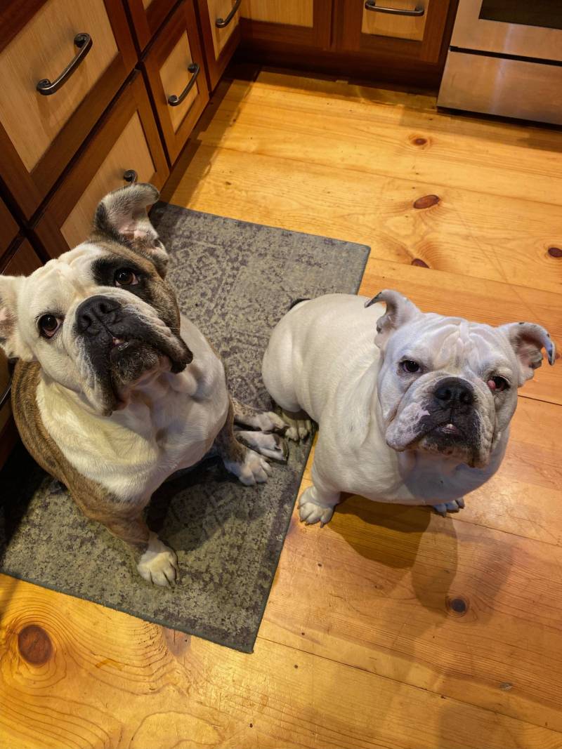 two bull dogs waiting for a treat