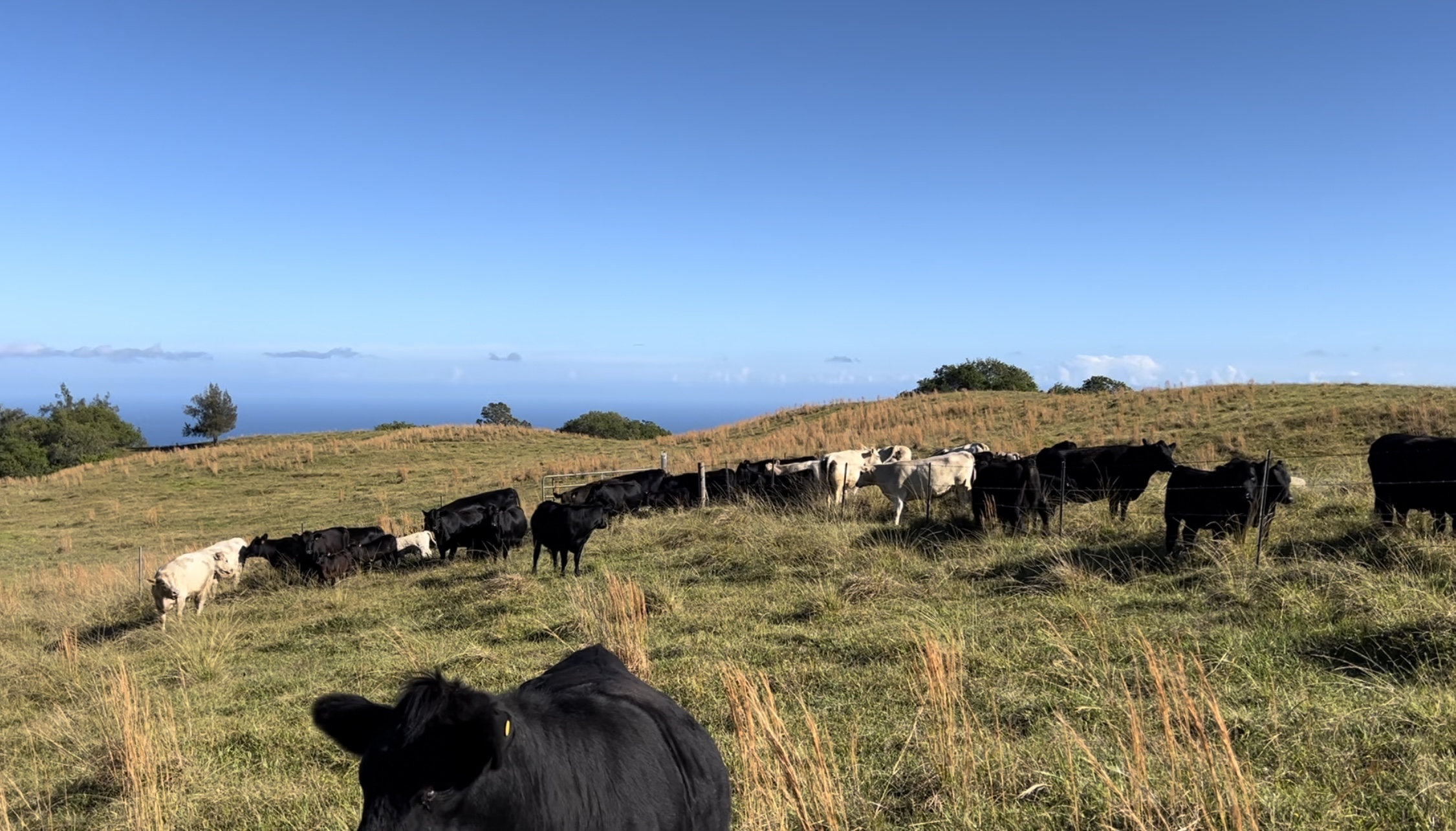 cows with ocean view in background