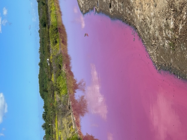 pink pond at kealia wildlife refuge on maui