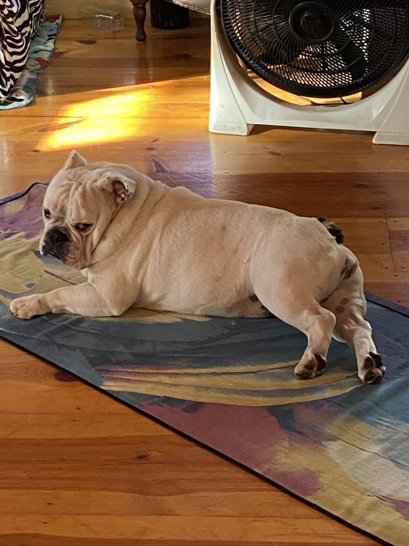 white bulldog laying on towel on wood floor
