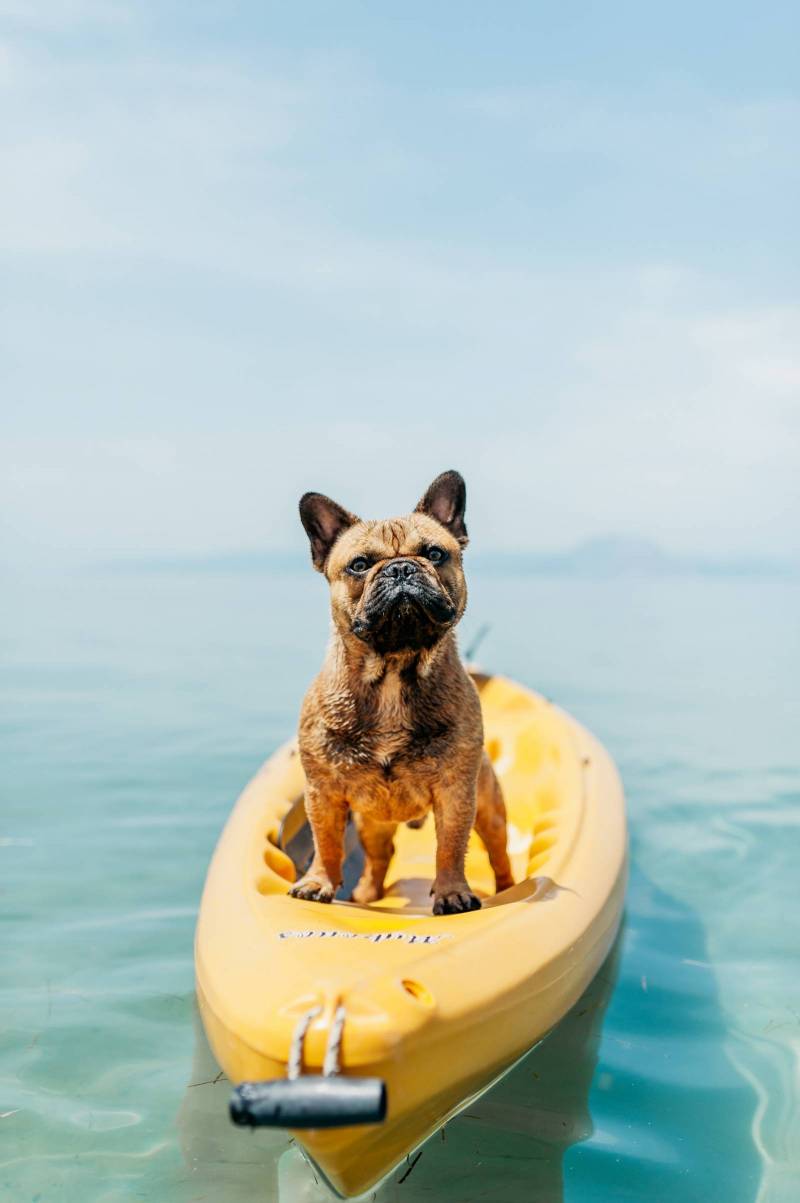 little dog on raft in ocean