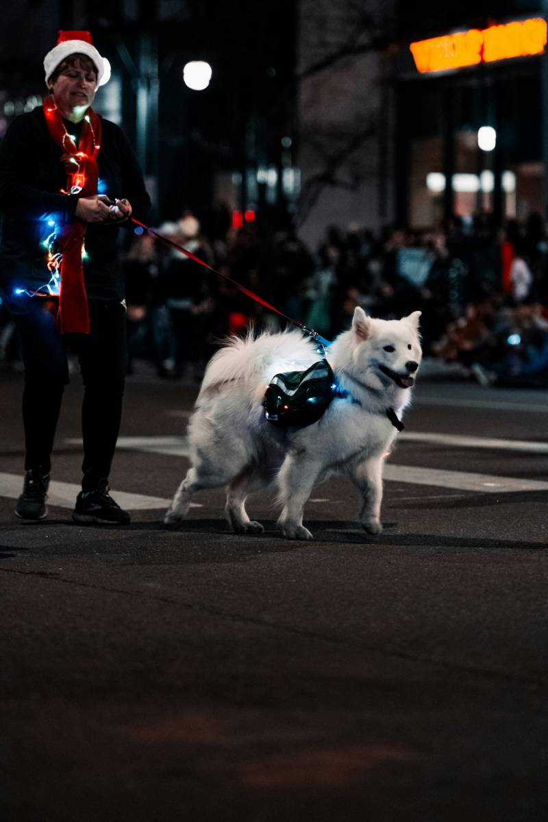 walking white dog on city street during christmas time