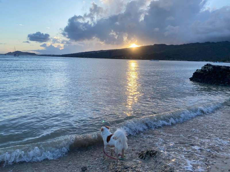 dog at portlock beach on oahu at dusk