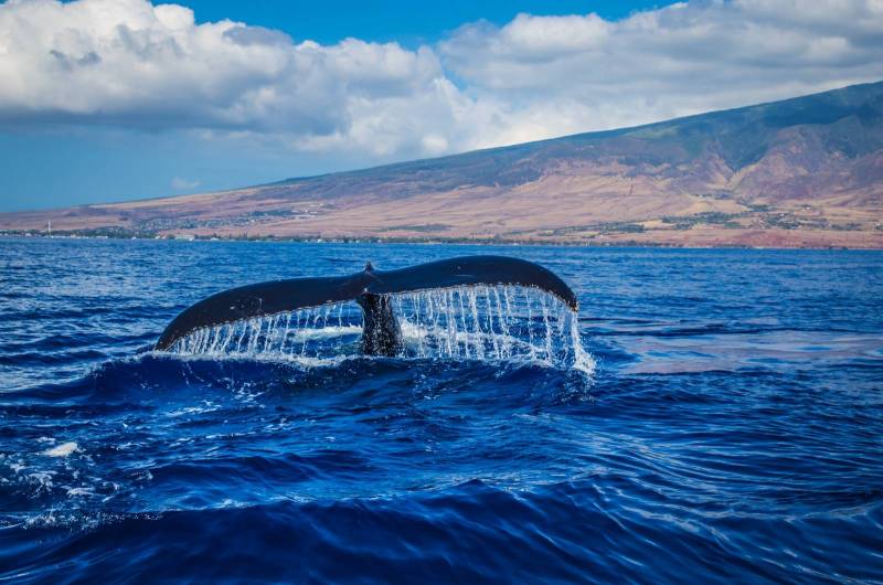whale tale extended out of blue ocean water