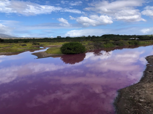 pink pond on maui