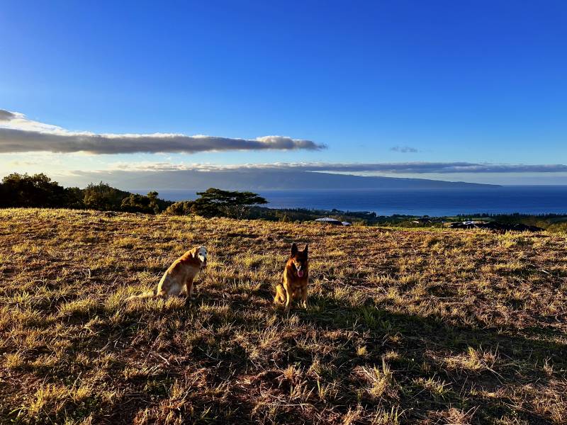 two dogs sitting on ocean view buildable lot for sale in mahana estates