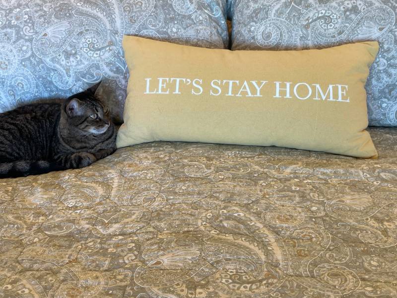 cat sits with pillow that reads lets stay home