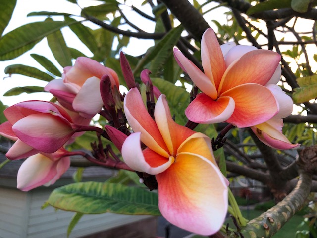 plumeria flowers with in a pinky orange color