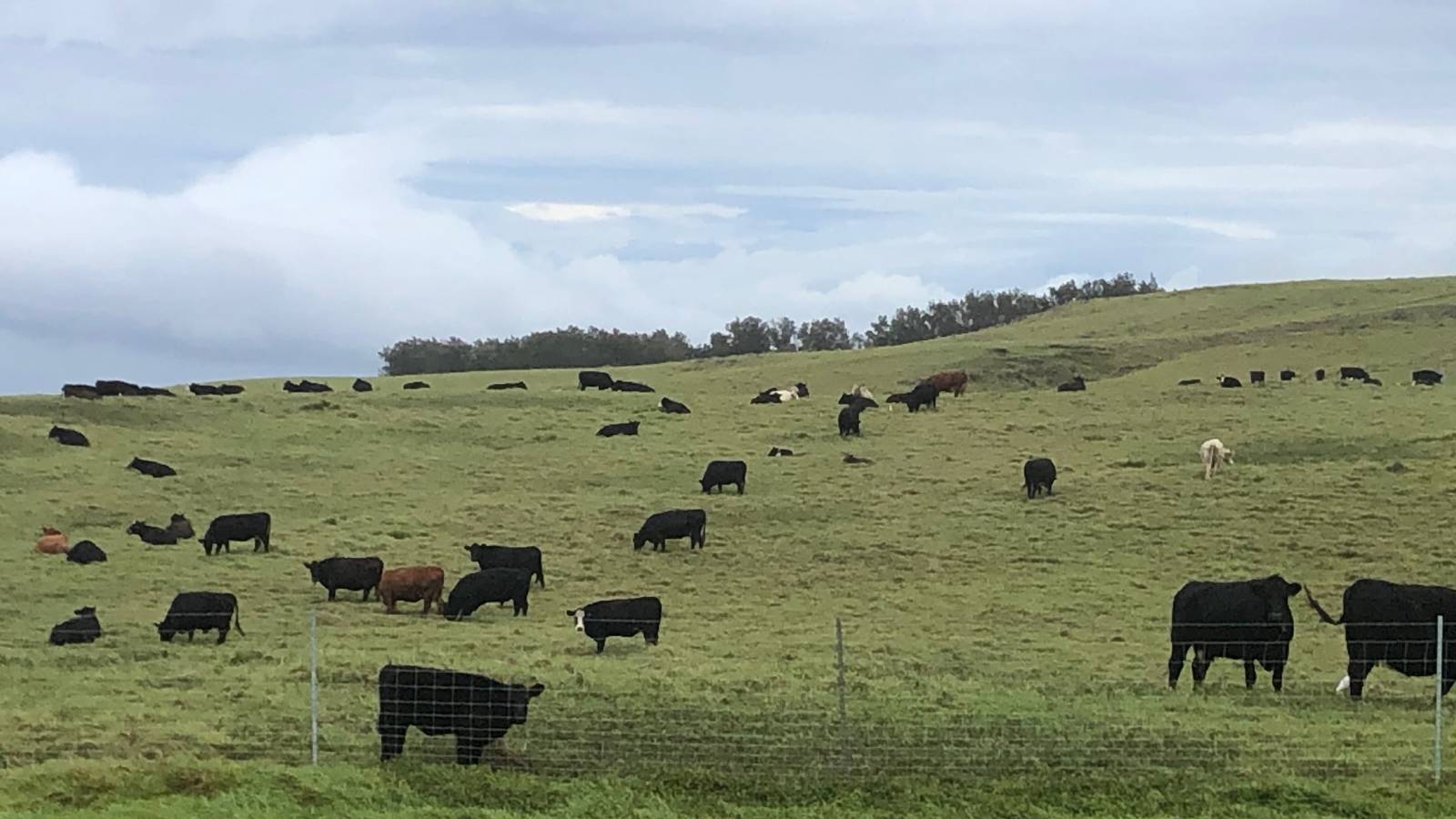 Buying a North Kohala Farm or Ranch Large Acreage Hawaii Real Estate