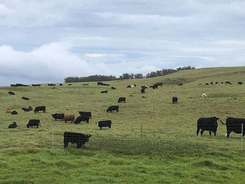 cows in pasture in north kohala hawaii
