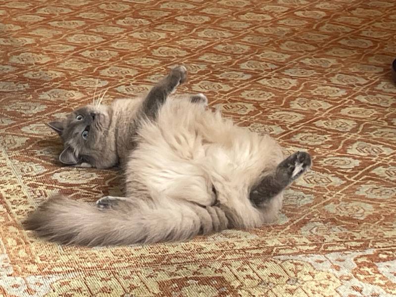 fluffy cat rolling on carpet
