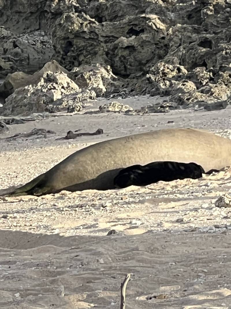 seal resting on beach