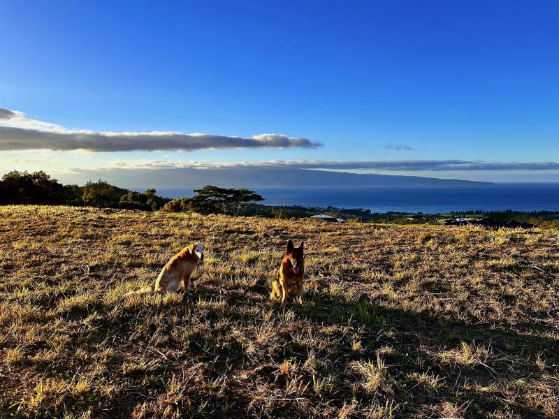 two dogs in yellow grass overlooking ocean