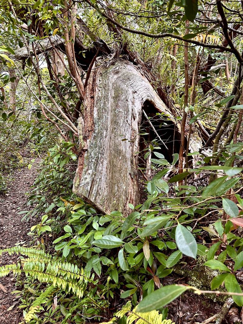 large tree on maui hiking trail