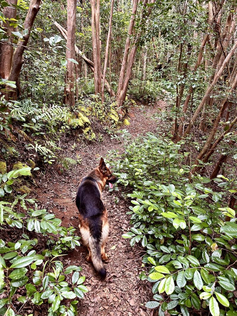 dog walking on mahana ridge trail on maui