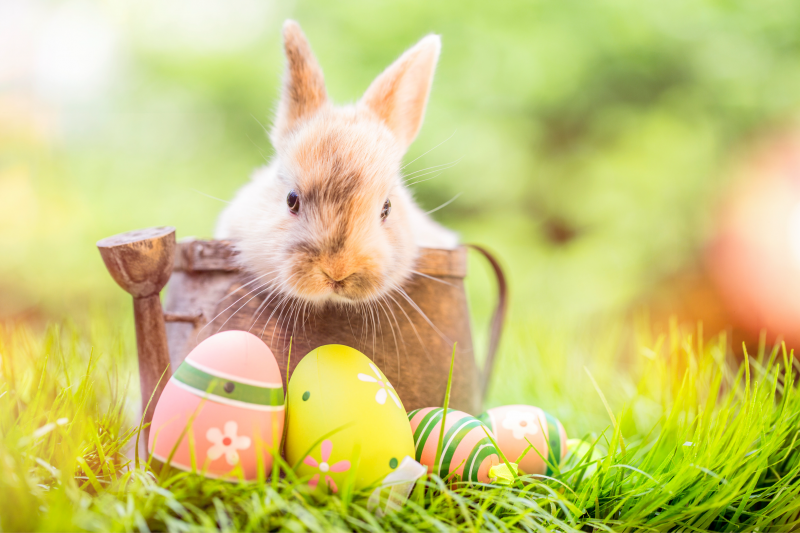 easter eggs and bunny