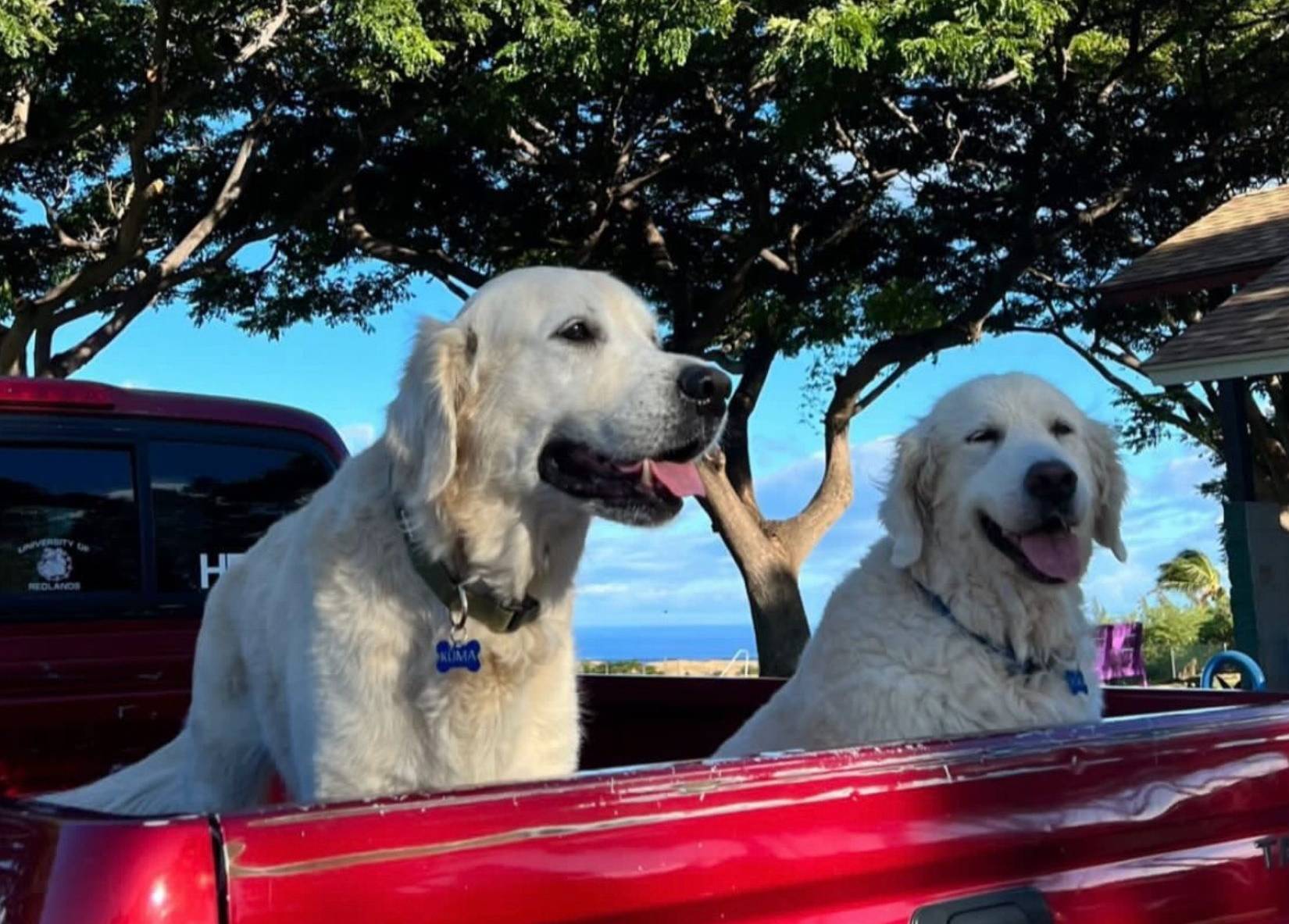 Moving to Hawaii with your dog