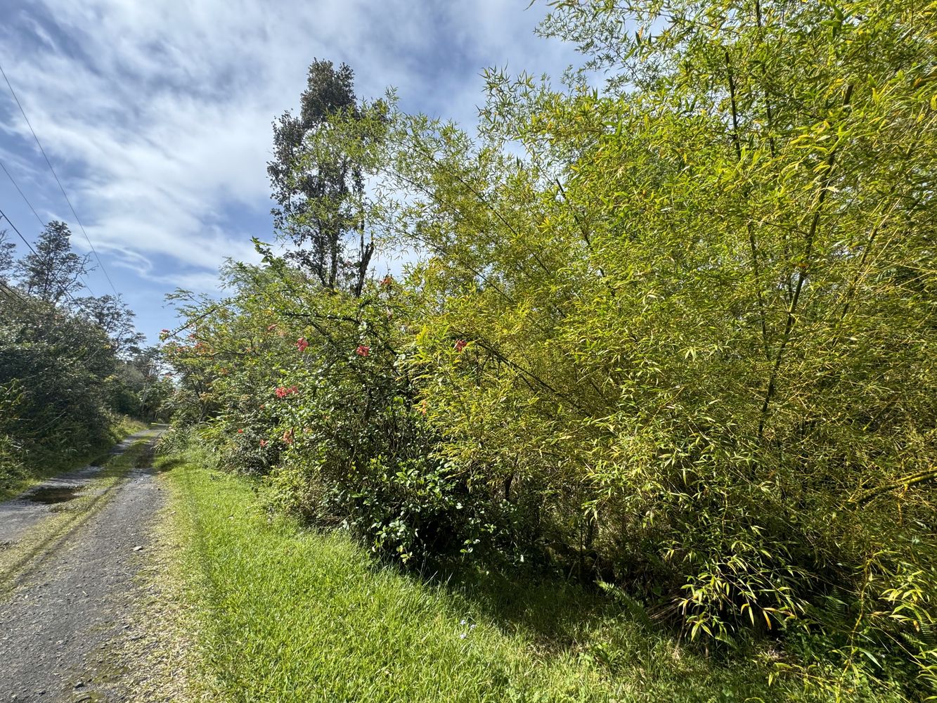 Lush 3-acre Lot In Hawaiian Acres - Hawaii Real Estate Market & Trends 