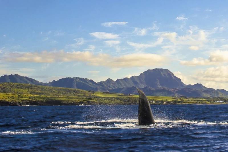 whale swimming along kauai shore