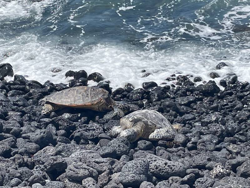 sea turtles resting on black rocky big island hawaii shore