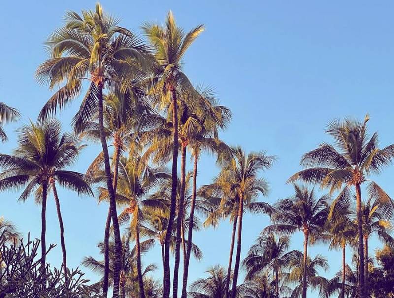 palm trees on a blue sky day