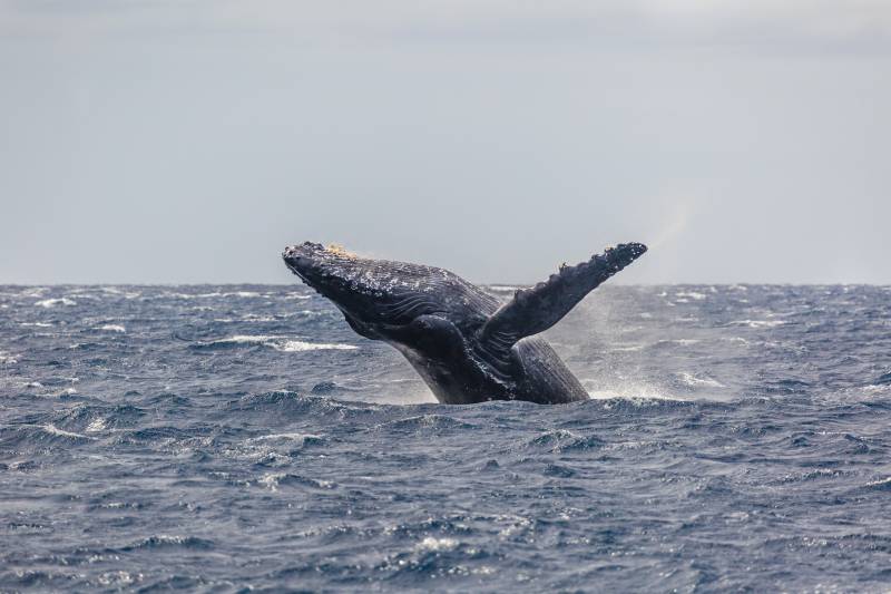 Humpback whale breaching the water of the coast of Maui in the springtime.
