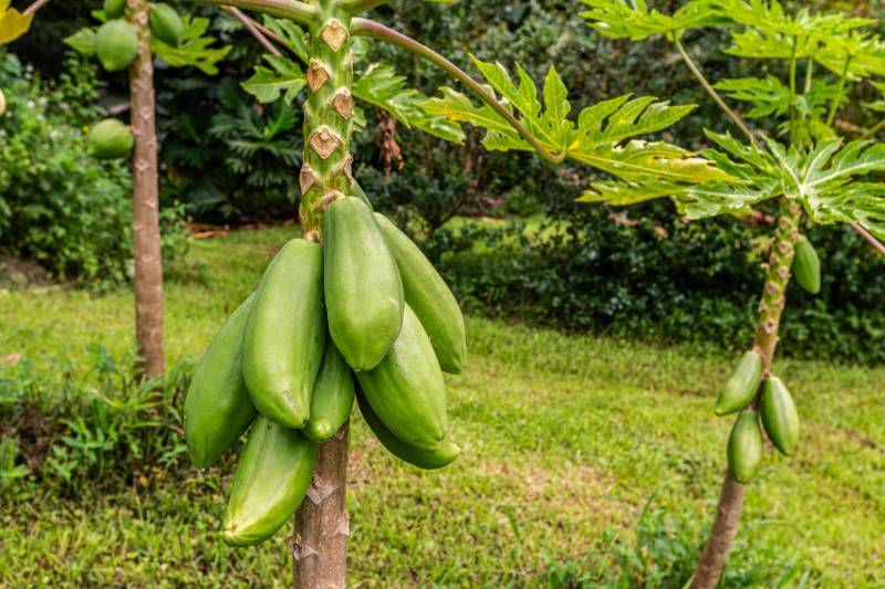 papayas growing on trees