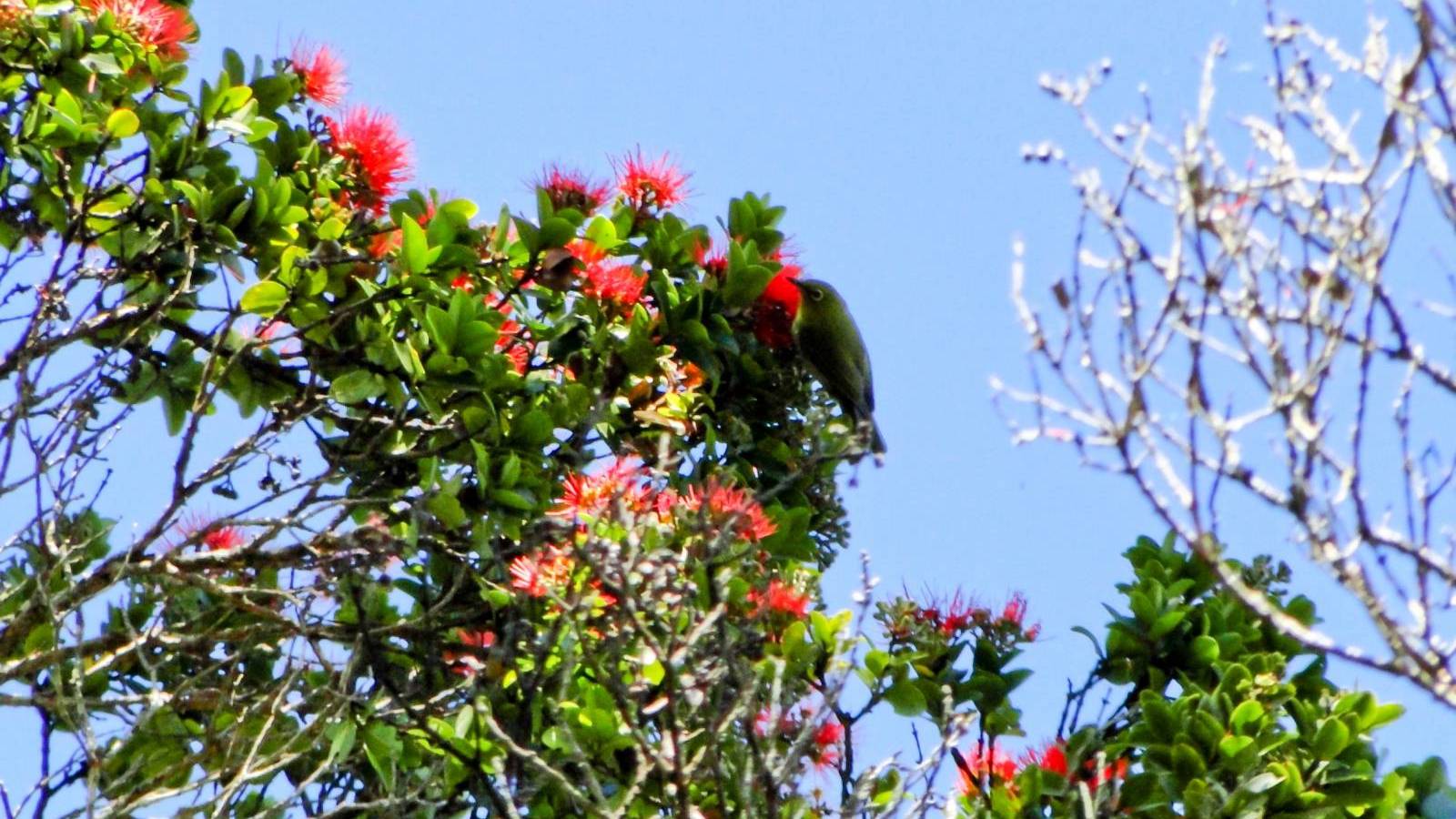 Hawaii's Eden Roc Estates Hawaii Real Estate Market & Trends Hawaii