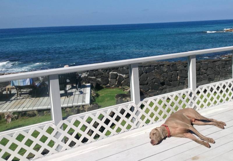 dog laying on balcony overlooking ocean