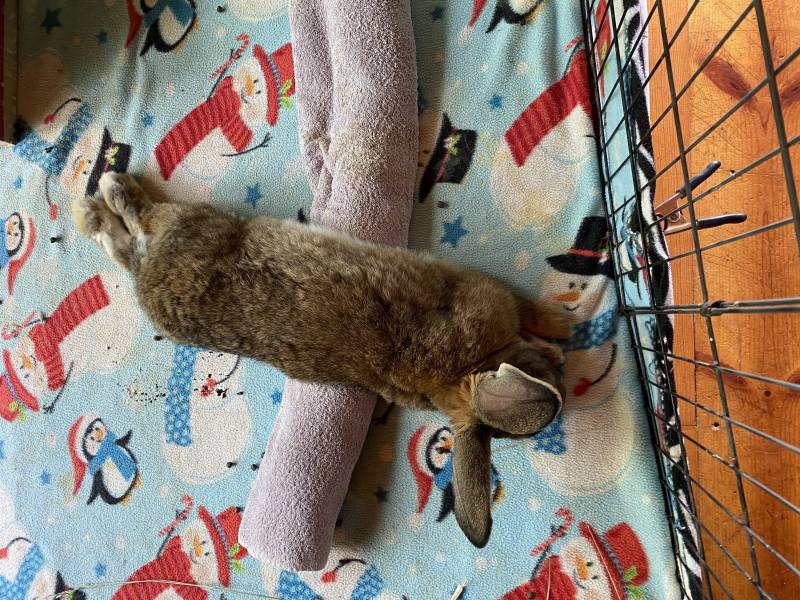 rabbit hanging out on a christmas themed fleece blanket