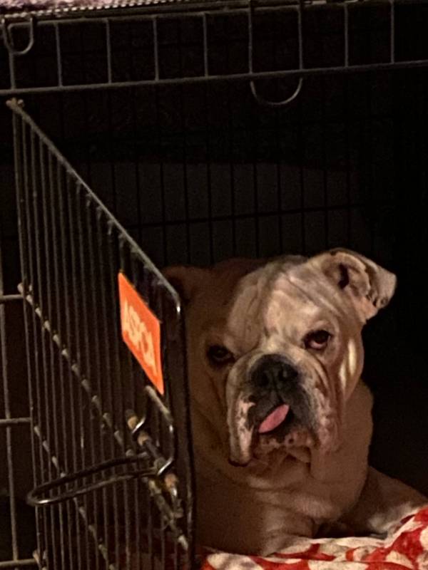 bulldog sitting in a metal crate with the door open