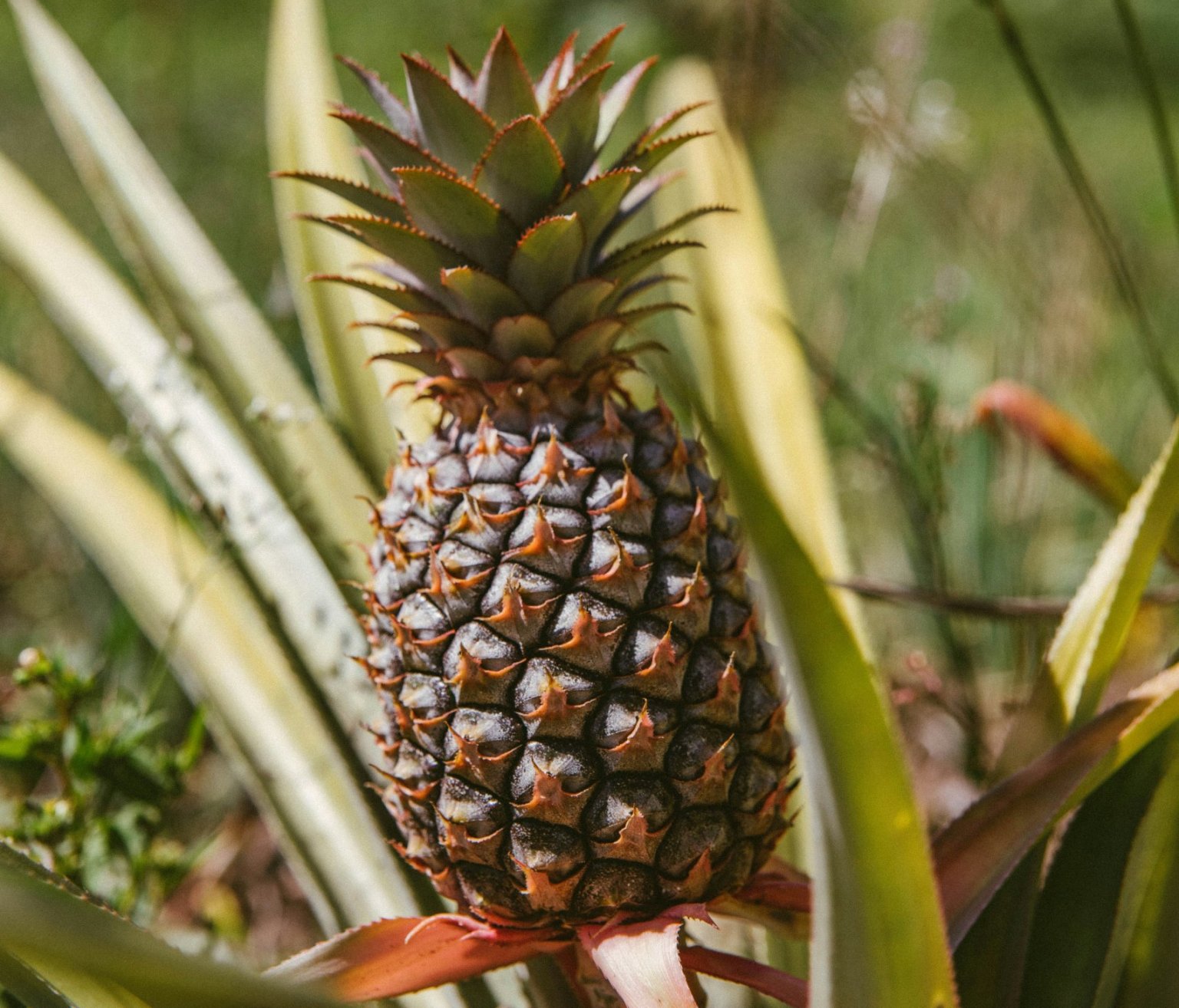Exploring the Exotic Fruits of Hawaii - Hawaii Real Estate Market ...