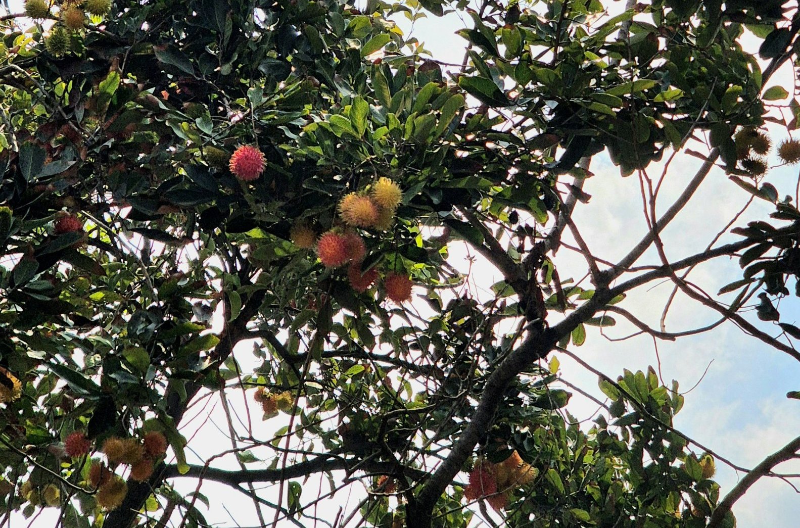 rambutan fruit