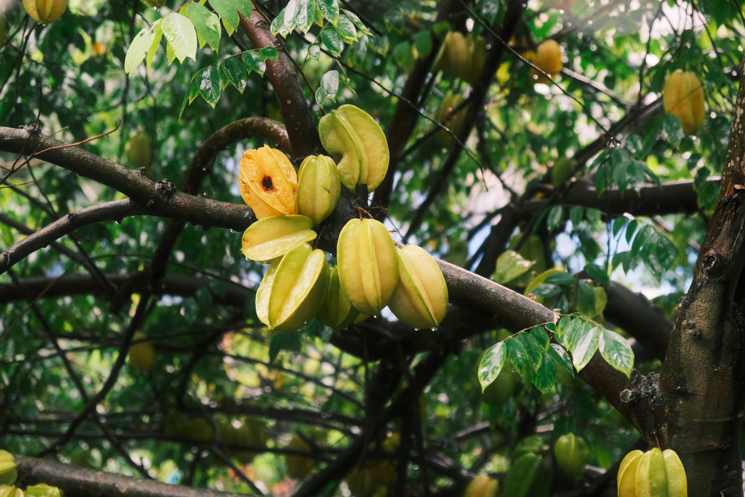 starfruit on the tree