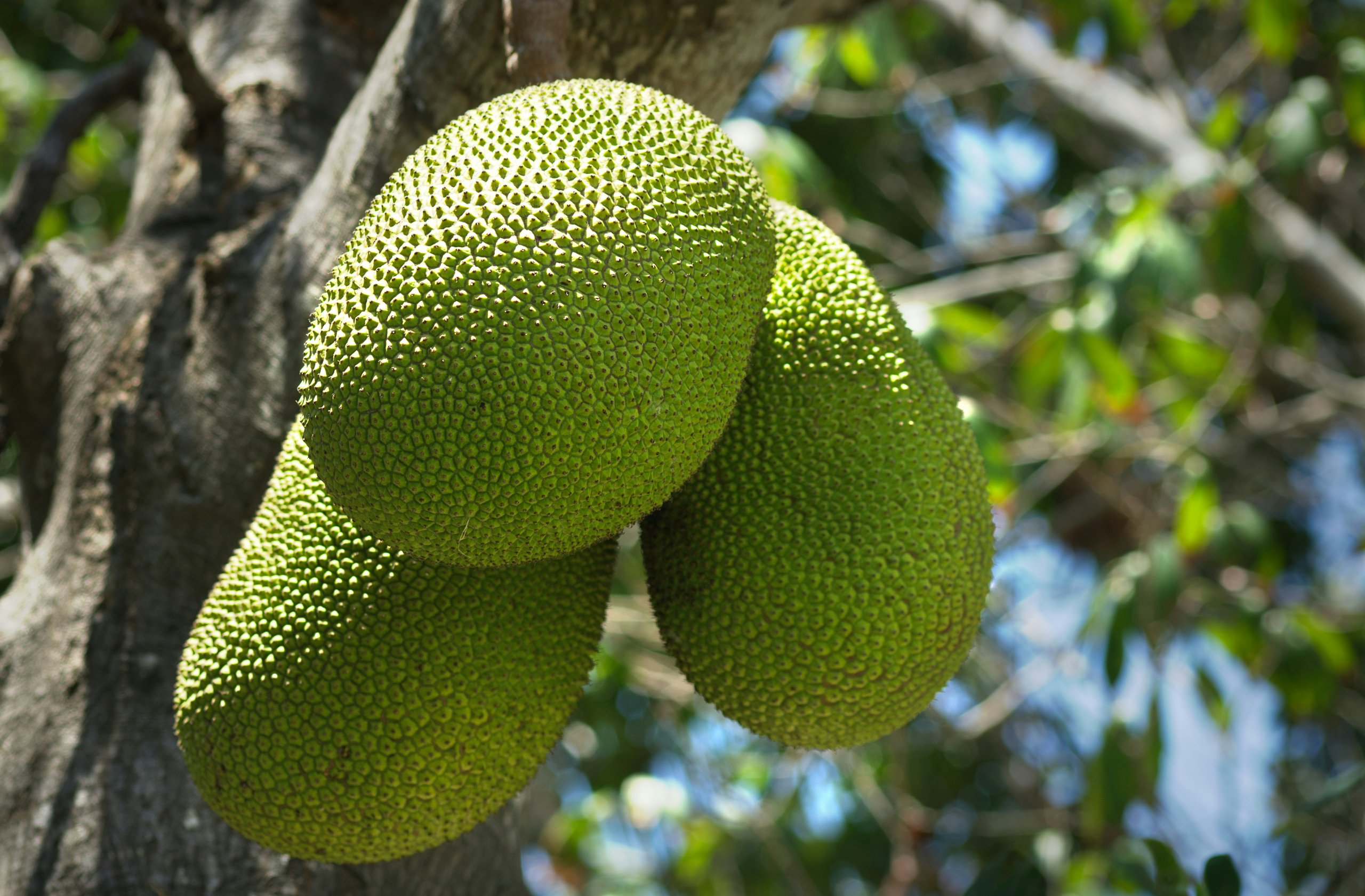 breadfruit
