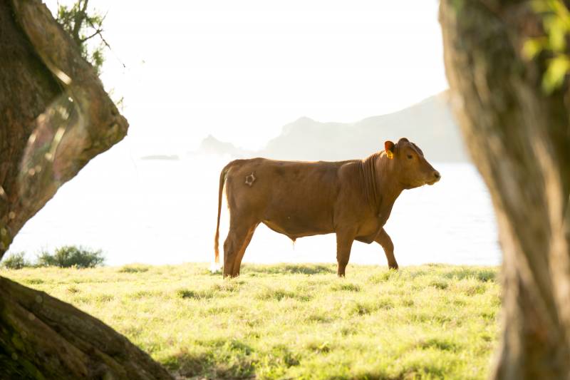 calf in oceanfront ranch on big island hawaii